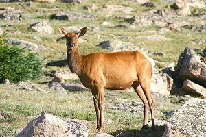 Female Elk (cow) in morning sun on tundra