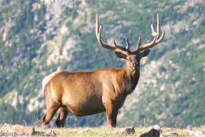 Majestic Bull Elk