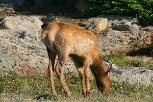 Elk Fawn grazing in tundra wildflowers