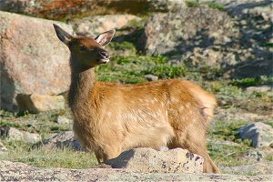 Elk Fawn