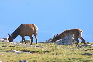 A mother Elk and her fawn grazing on the tundra