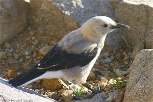 Clark's Nutcracker