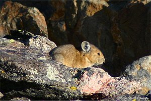 Pica in tundra rocks