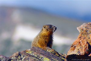 Young Marmot sunning on rocks