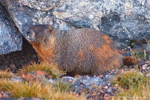 Adult Marmot near burrow in rocks