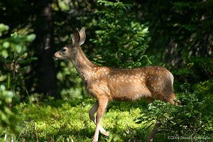 Mule Deer Fawn in woods