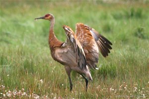 Sandhill Crane in Kawuneeche Valley