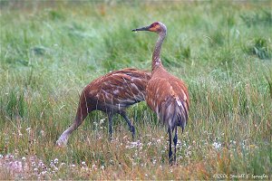 Pair of immature Sandill Cranes