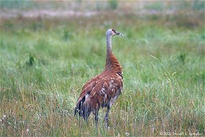 Sandhill Crane