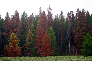 Extensive damage to trees from Pine Bark Beatles