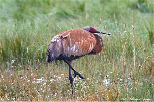 Sandhill Crane grooming its feathers