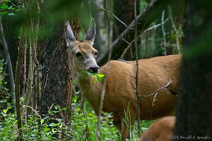 Female Mule Deer eating young aspen leaves