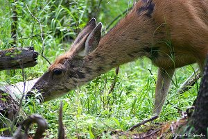 Female Mule Deer grazing in woods near Grand Lake