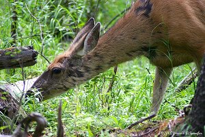 Female Mule Deer grazing in woods near Grand Lake