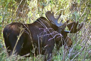 Bull Moose walking through brush
