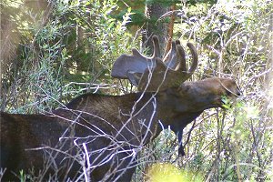 Bull Moose eating tender young leaves