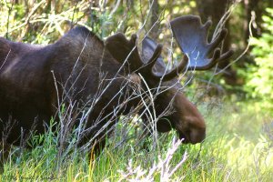 Bull Moose in marsh