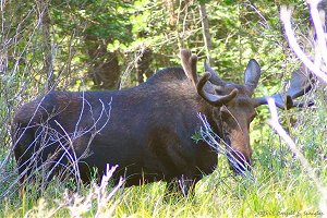 Bull Moose poses for the camera in a marsh near Adam's Falls