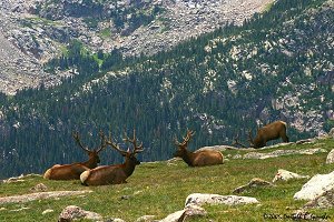 Elk relaxing on tundra ridge above timberline