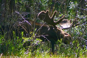 Bull Moose with velvet antlers