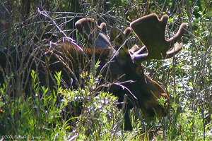 Bull Moose in brush