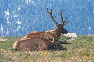 Two Bull Elk relaxing at timberline