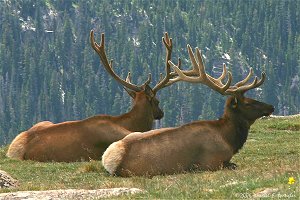 Bull Elk on tundra near timberline