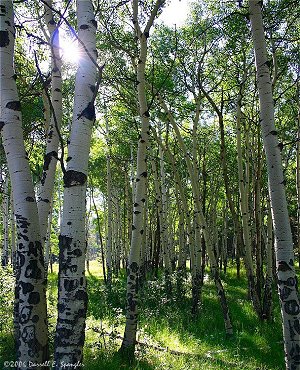 Morning anong the Aspens