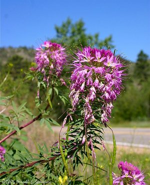 Rocky Mountain Beeplant (Cleome serrulata)
