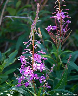 Fireweed