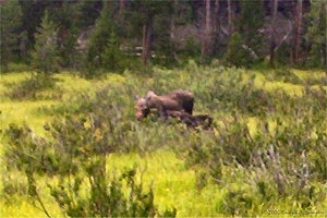 Moose calf nursing off of mama