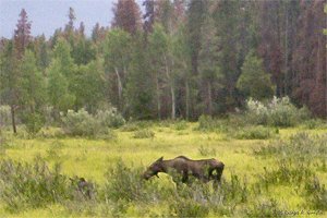 Cow watches closely over young Moose calf