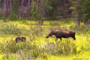 Moose calf and cow