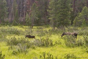 Cow Moose and young calf