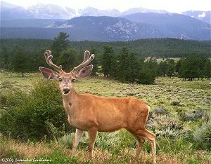 Photo of Mule Deer Buck taken by our 13 year old daughter, Casey.