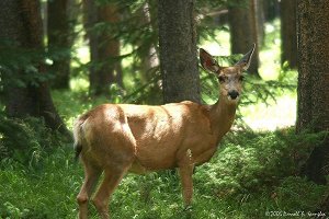 Mule Deer doe in woods.