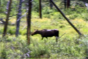 Female Moose in Kawuneeche Valley