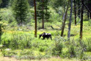 Moose grazing along Colorado River headwaters in Kawuneeche Valley