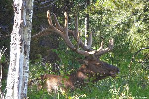Bull Elk lounging under some Aspen trees