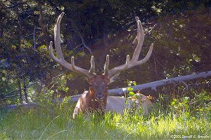 Impressive Bull Elk at rest