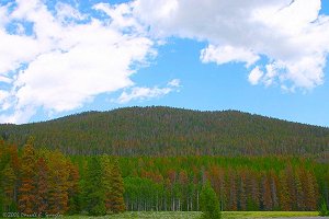 Extensive damage from Pine Bark Beetles