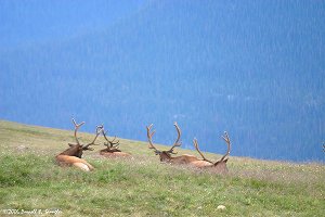 Sleeping giants above treeline