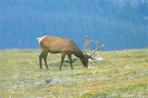 Bull Elk grazing on Tundra