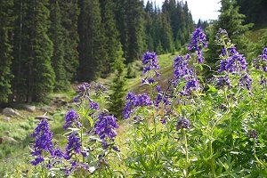 Larkspur along Trail Ridge Road