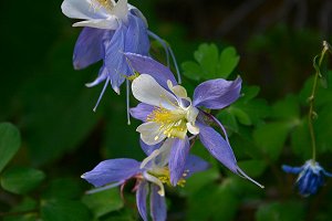 Colorado Blue Columbine