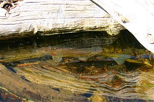 Green Cutthroat Trout