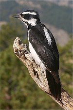 Female Hairy Woopecker