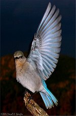 Bluebird at Dawn