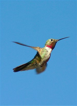 Broad-tailed Hummingbird 1v