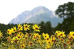 Chapin Mt and Sunflowers